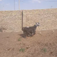 بز جوان سرحال قیمت چاق چاق قیمت کیلوی ۴۰۰هزار