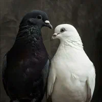 واگذاری جوجه کبوتر