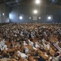 جوجه مرغ خروس طاقچه گلپایگان 60روزه محلی