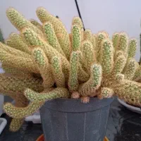 گل کاکتوس