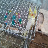 ۲عدد عروس هلندی نر و ماده
