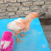 جوجه ۴۰روزه