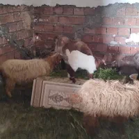11تا گوسفند برای فروش
