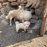 سگ پاکوتا