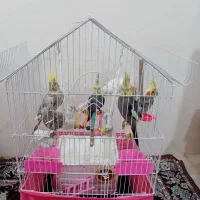 ۵ عدد عروس هلندی