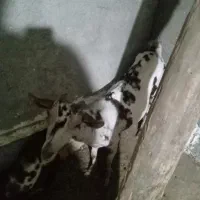 بز سلاله اصل