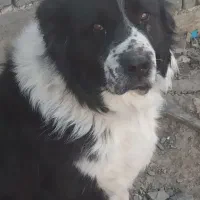 گمشده