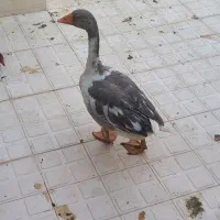 تماس‌