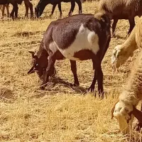 گوسفند|حیوانات مزرعه|سنقر, |دیوار