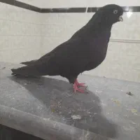 یه سیاه نر جوجه قنار درجه یک و ۸تا کبوتر دیگه
