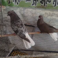 کفتر دمسفید هفت رنگ سرور دم سفید