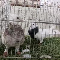 طـوقی