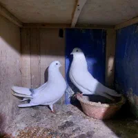 چند جفت کبوتر وچند عدد جوجه از هیچ پرتا دوواس فرو