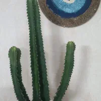 کاکتوس افوریا