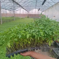 نشاه گورجه سوپر استار و مبیل مجارخیار بامه