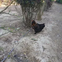 مرغ دورگ مرندی معاوضه با غاز نر سفید