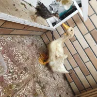 ۲تا اردک و۱جوجه مرغ فروشی