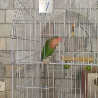 جفت کوتوله برزیلی مولد سوپر