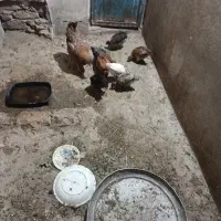 ۷عدد جوجه زیرمرغی۴۰روزه دونه ای ۳۰۰تومان