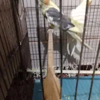 عروس هلندی ماده