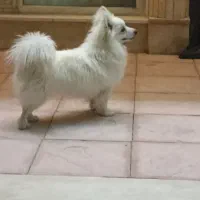 سگ پامر معاوضه با پرنده