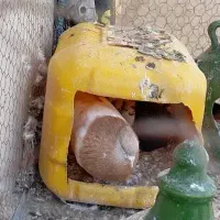 کفتر|پرنده|گناباد, |دیوار