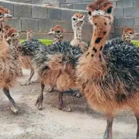 جوجه تخم نطفه دارخوراکی شترمرغ