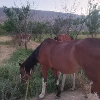 اسب|اسب و تجهیزات اسب‌سواری|بروجرد, |دیوار