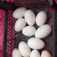 تخم قوغاز