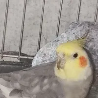 عروس هلندی نر سالم