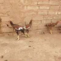 جوجه لاری اصل