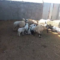 ۶ میش جوان وزاییده