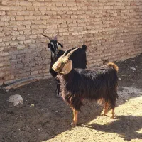 سلام دو عدد بز آبستن سه ماهه نیمه جوان داشتی