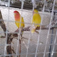 طوطی برزیلی  مرغ عشق پروانه ای  گلبسر نر|پرنده|سمنان, |دیوار