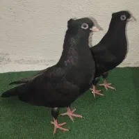 کبوتر زاغ چشم نک معاوضه با پاد ....