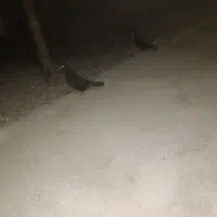 زاغ ابادانی