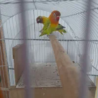 فروش فوری کوتوله