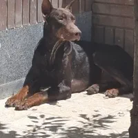 سگ دوبرمن