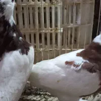 کفتر|پرنده|زارچ, |دیوار