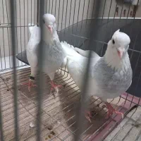 پرشی ونقش