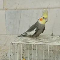 عروس هلندی نر