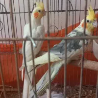 یک جفت عروس هلندی