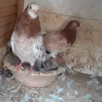 کبوتر پرشی و غریب گرفته