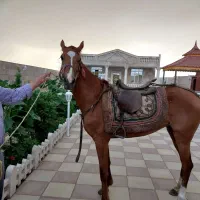 مادیان