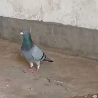 پلاکی نر