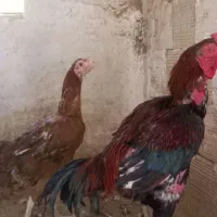 مرغ وخروس