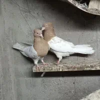 فروش کبوتر جفت کله زرد