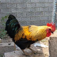 خروس|حیوانات مزرعه|بابلسر, |دیوار