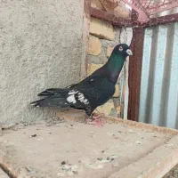 خارجی