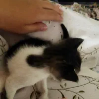 بچه گربه
